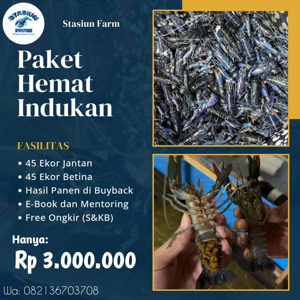 PAKET HEMAT INDUKAN LOBSTER AIR TAWAR