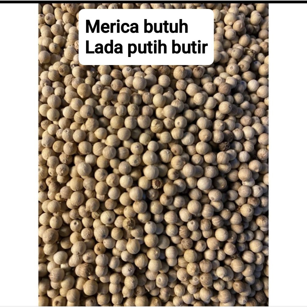 

MERICA BUTIR LADA PUTIH BUTIR MURAH