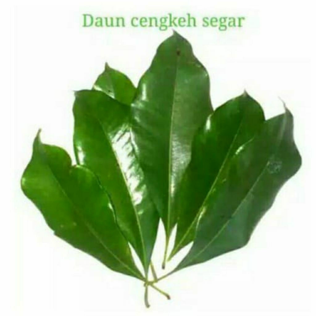 

daun cengkeh segar herbal 500gr
