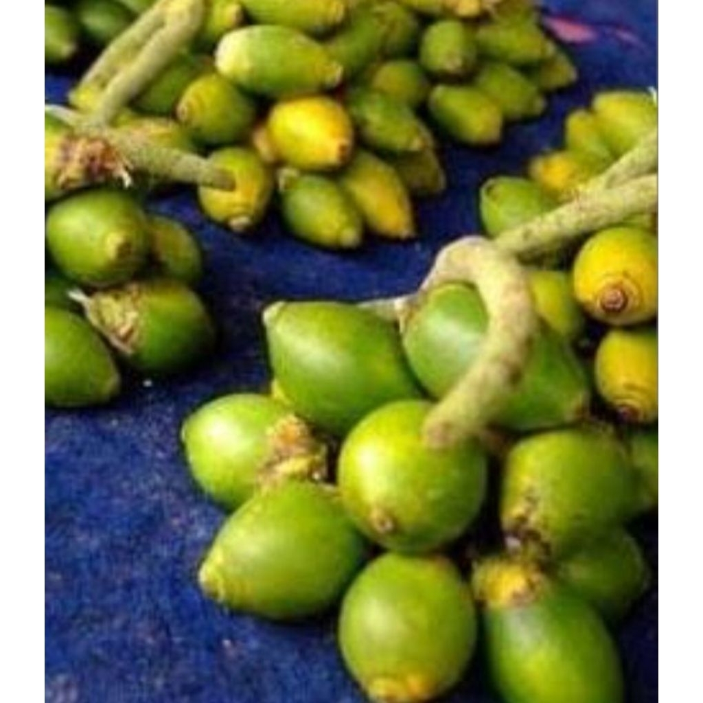 

buah pinang jambe muda /1pcs