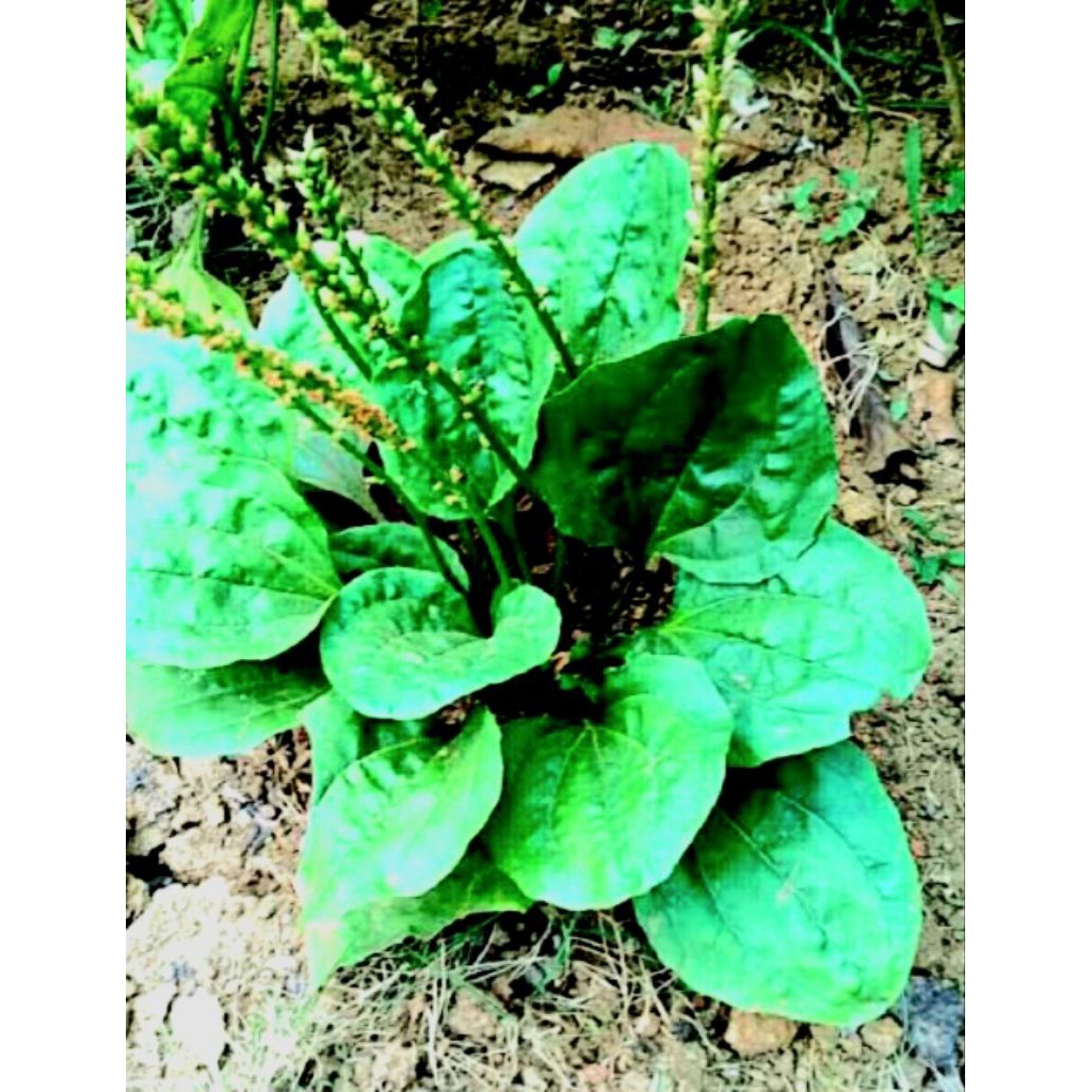 

Jual daun sendok atau ki uarat segar organik 1 kg