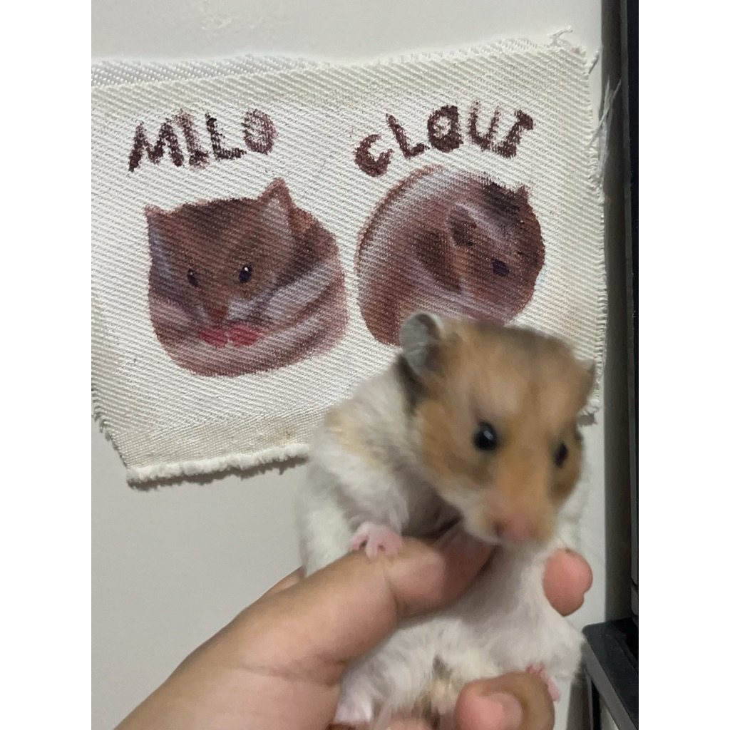 

stiker lucu