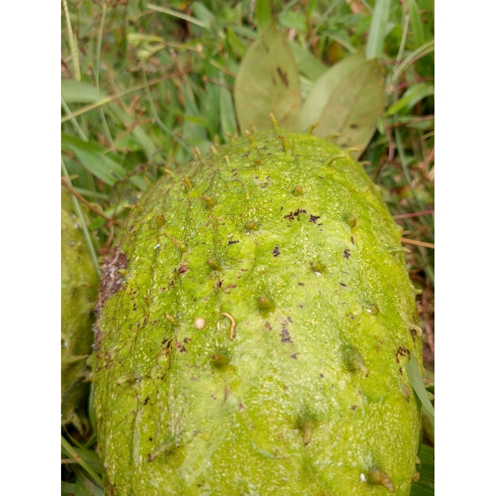 

Buah Sirsak Madu /Nangka Walanda Per 1 Buah