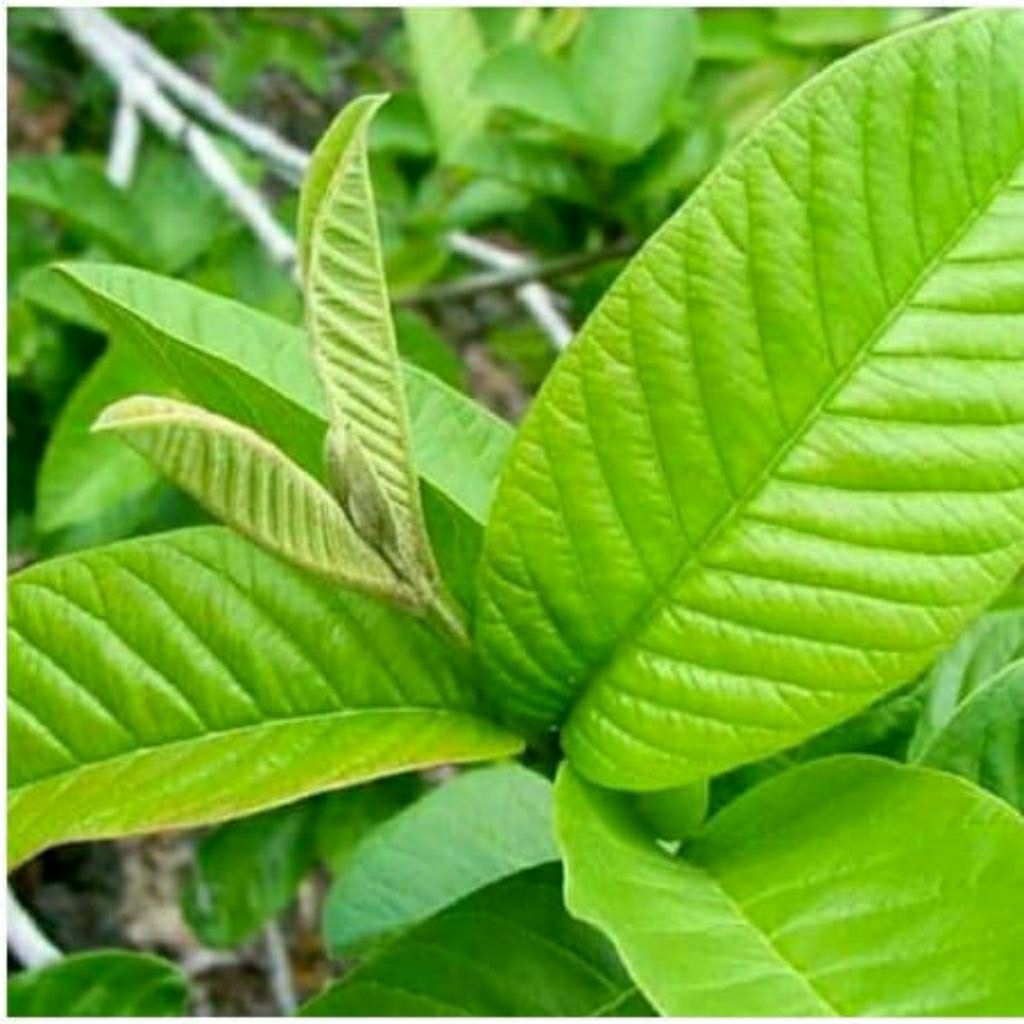 

daun jambu biji segar 250 Gram