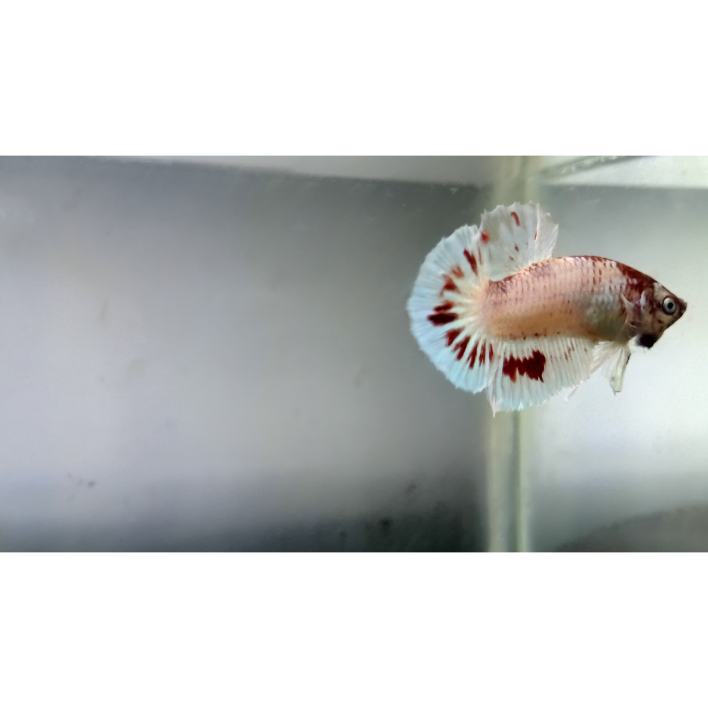 Ikan Cupang Plakat Koi Red SUPER - Warna Merah Membara