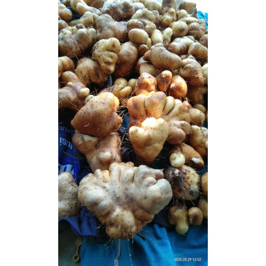 

gembili ketan