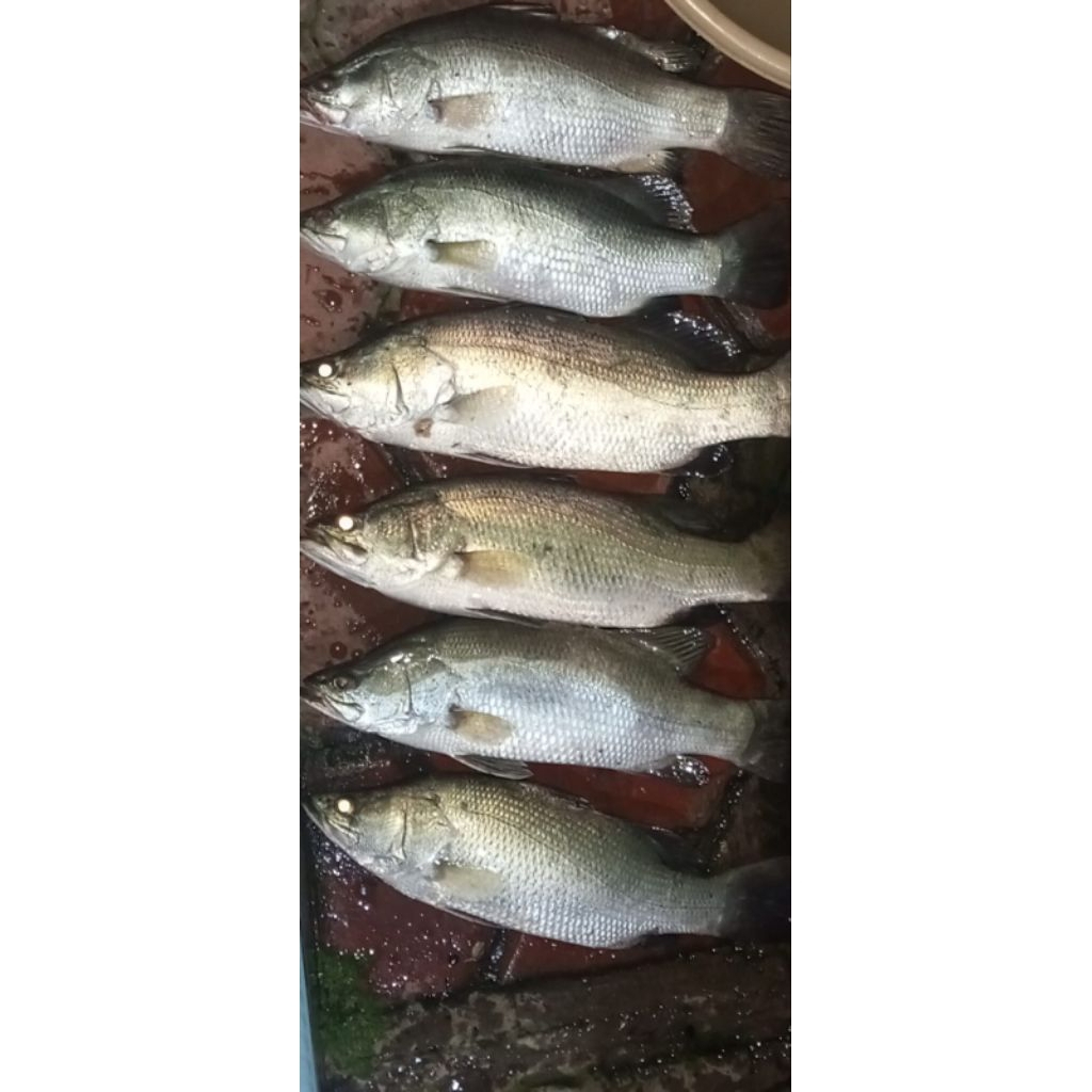 

IKAN CUKIL/KAKAP/BARRAMUNDI(FRESH)