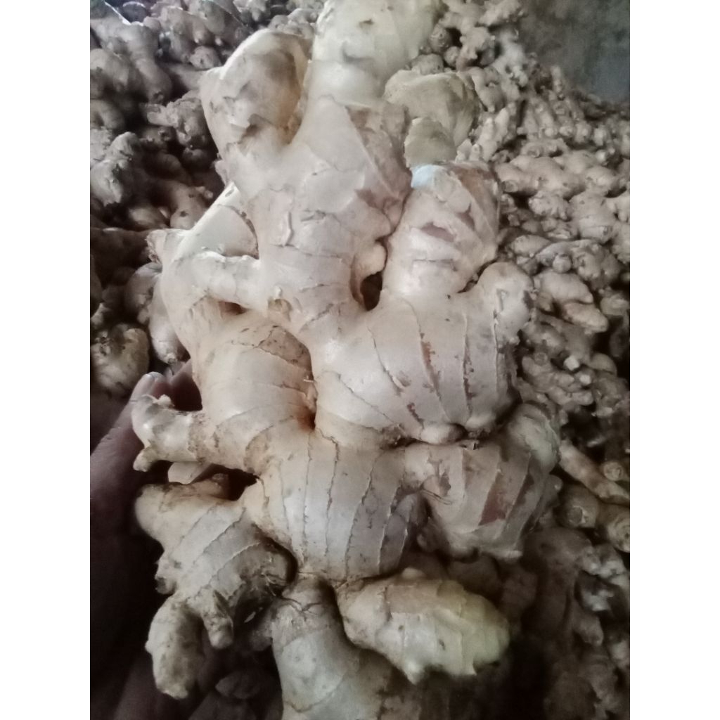 

jahe gajah Kwalitas super