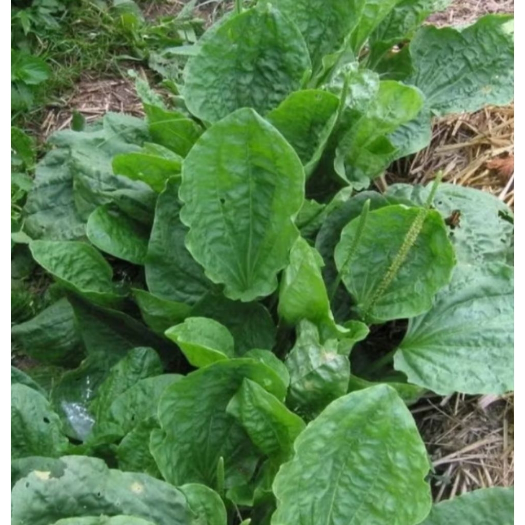 

Daun Sendok Segar Kiurat Per 1Kg