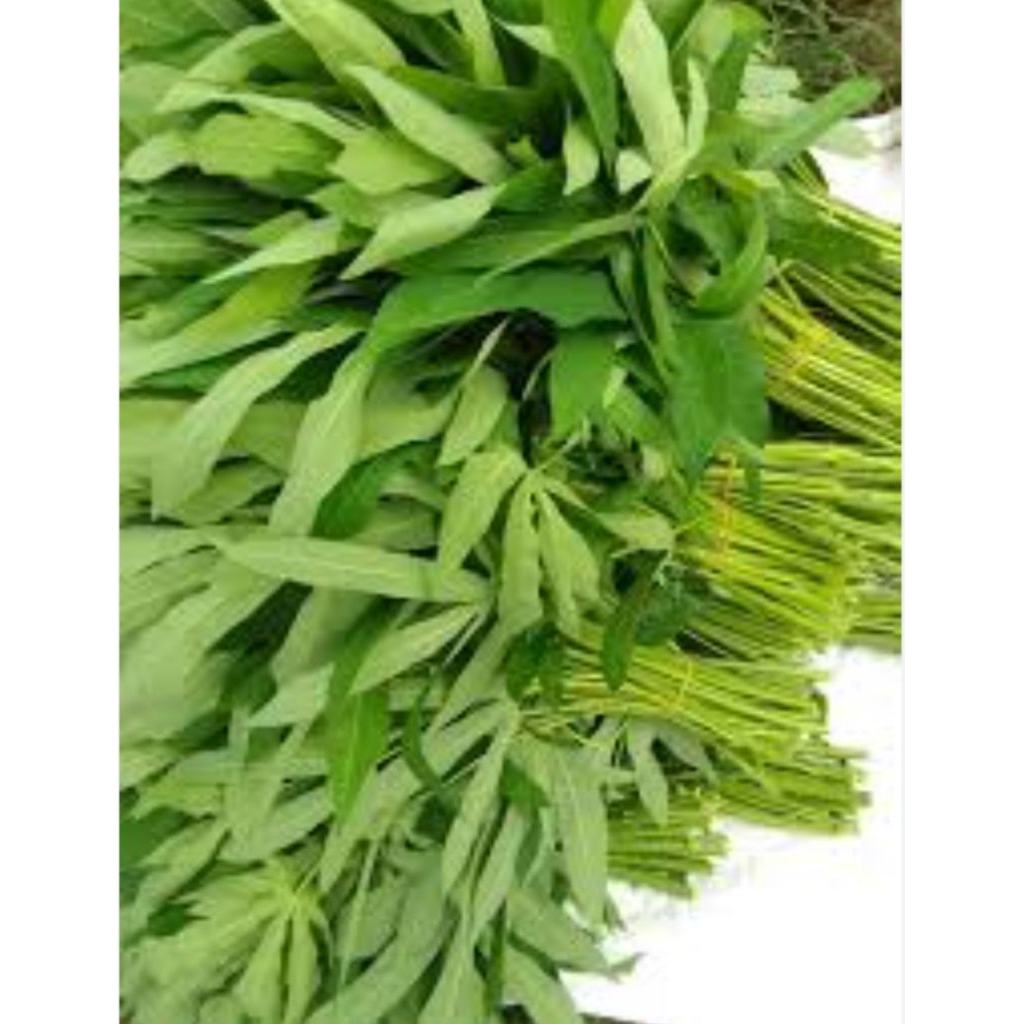 

Daun ubi jari 1 ikat besar