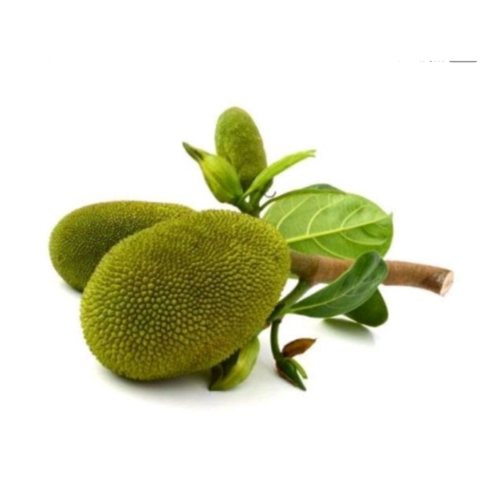 

nangka muda utuh segar baru petik,nangka sayur