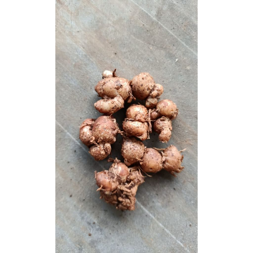 

kemasan ( 1.kg ) KENCUR CIKUR CIAMIS WANGI COXOK UNTUK BIMBU SEBLAK