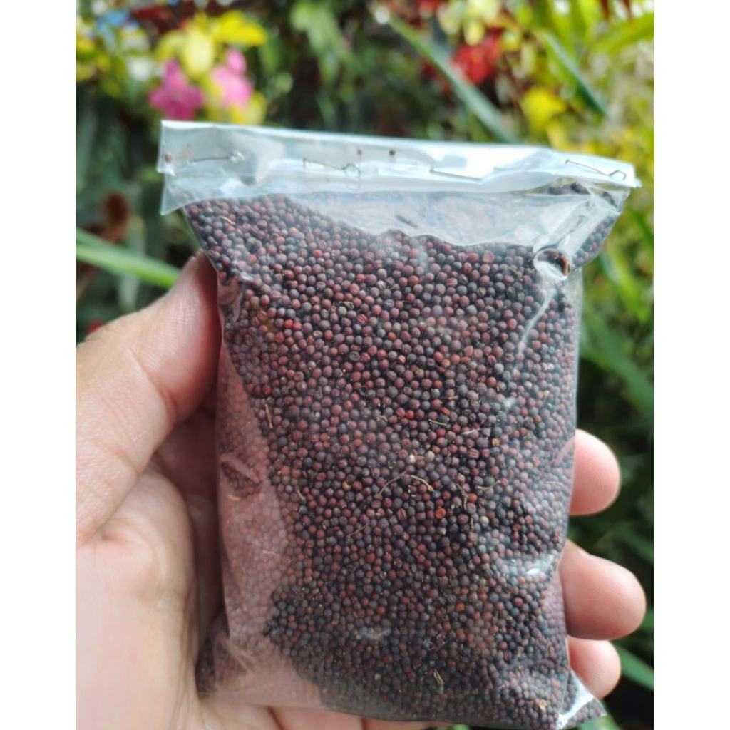 Benih / Bibit Sayur Sawi Hijau Berkualitas