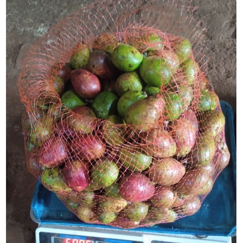 

Buah Matoa 1 Kg Fresh Dan Manis
