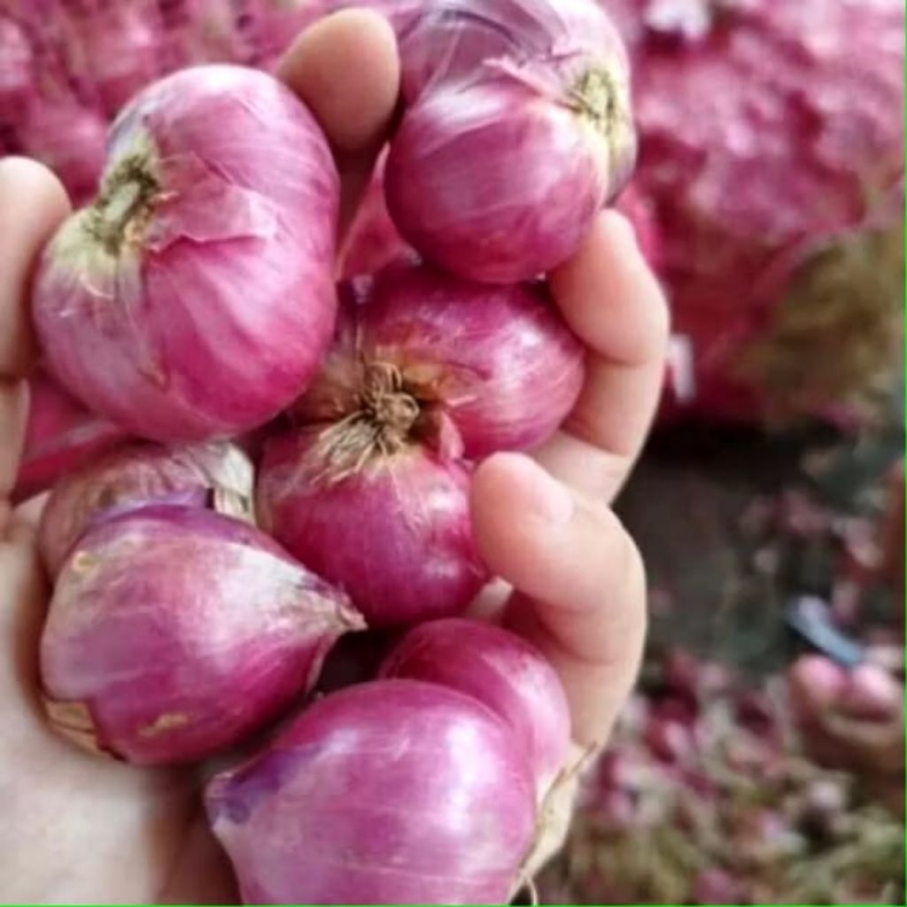 

Bawang merah jumbo 10 kg