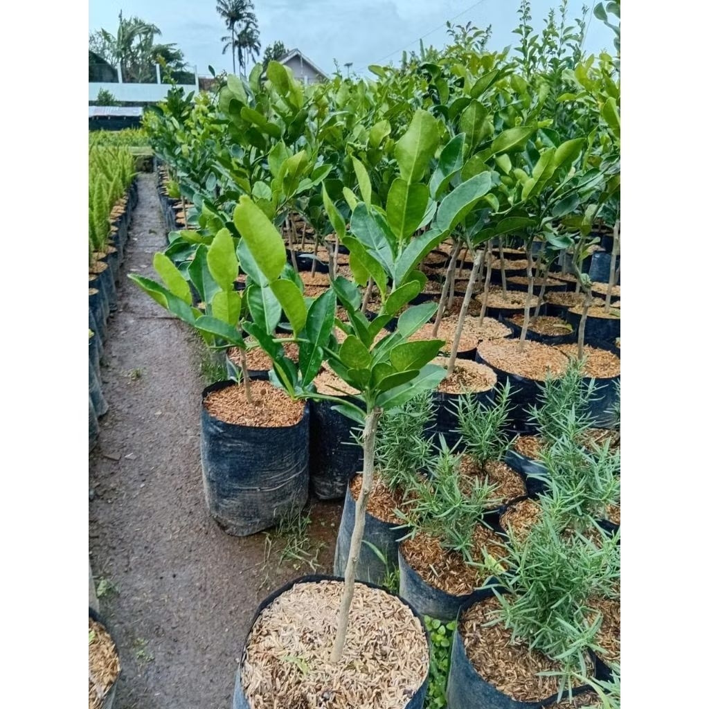 Tanaman Jeruk Purut Daun Rimbun