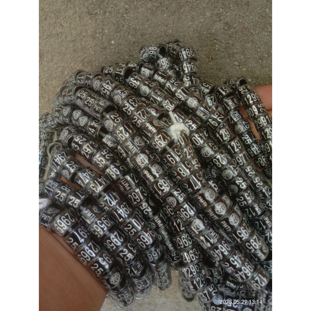 Ring PMTI 2025 Ring Merpati Kolong Asli Dari Pusat Nomer Seri Terdaftar