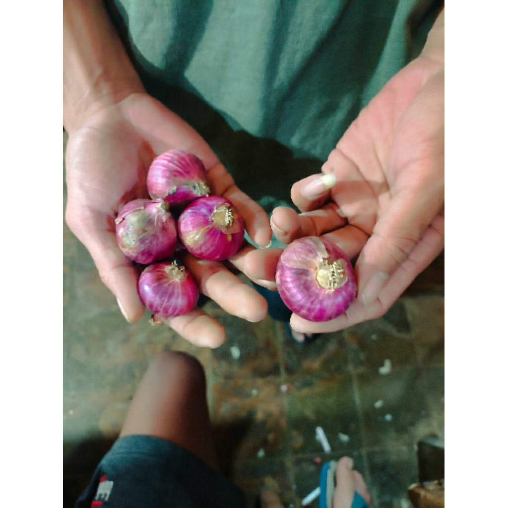 

Bawang Merah Peking India Ukuran Tanggung - Besar 1KG