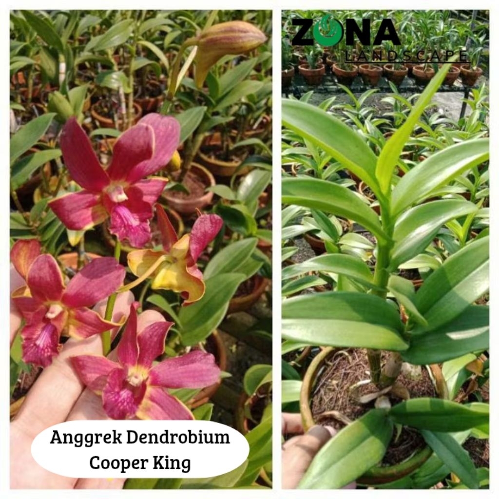 Bunga Anggrek Dendrobium Cooper King (+Pot Tanah Liat & Media) Anggrek Dendro Import