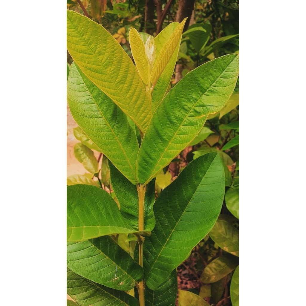 

Daun jambu batu muda asli, sangat bermanfaat sekali untuk pengobatan tradisional/250grm