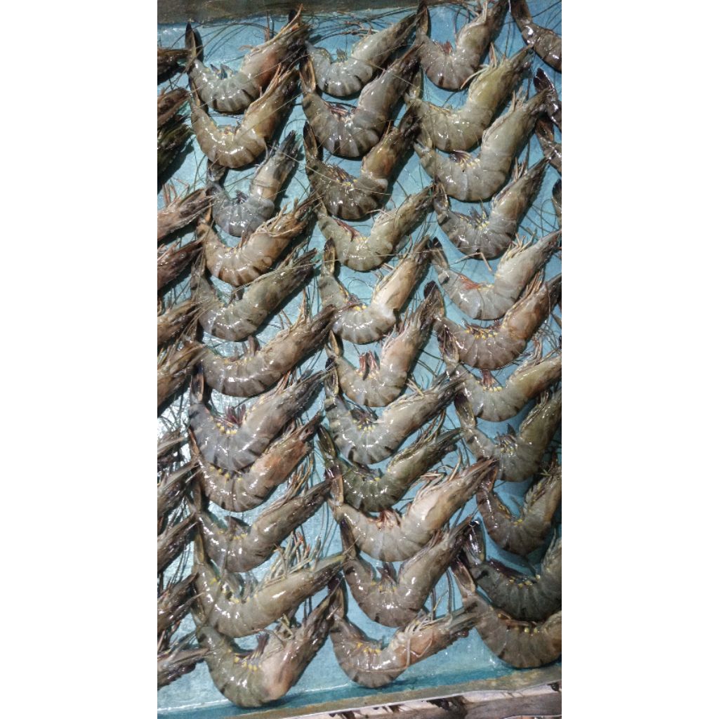 

Udang Bago 1kg