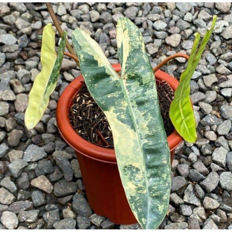 Philo Billietie Varigata