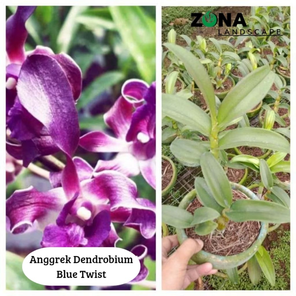 Bunga Anggrek Dendrobium Blue Twist (+Pot Tanah Liat & Media) Anggrek Dendro