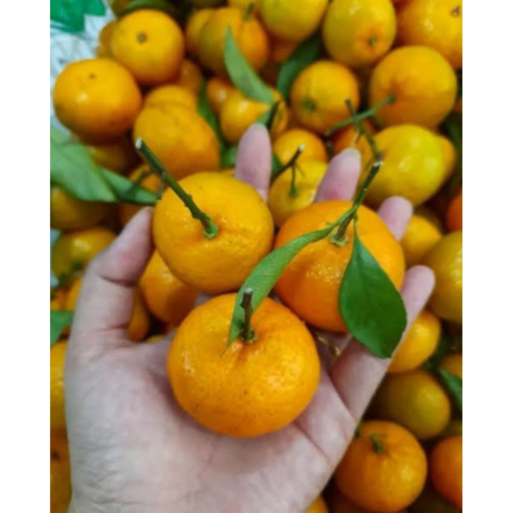 

bibit tanaman buah jeruk santang madu