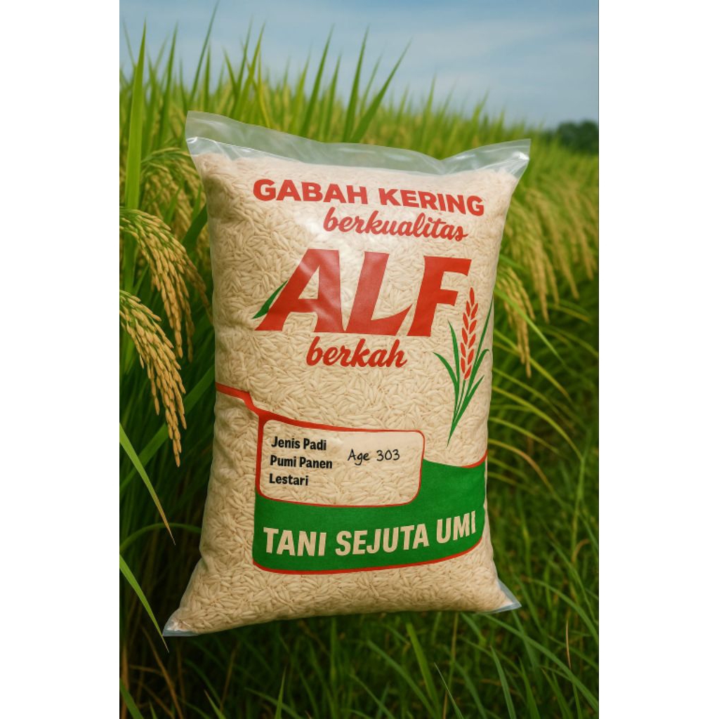 

BIJI BENIH BIBIT GALUR AGT 303 BERKUWALITAS NASI PULEN PUTIH WANGI