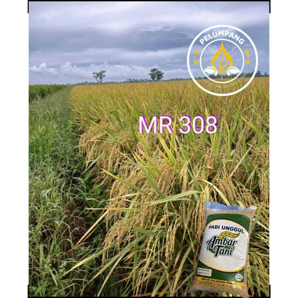 BENIH PADI MR 308 KEMASAN 1 KG