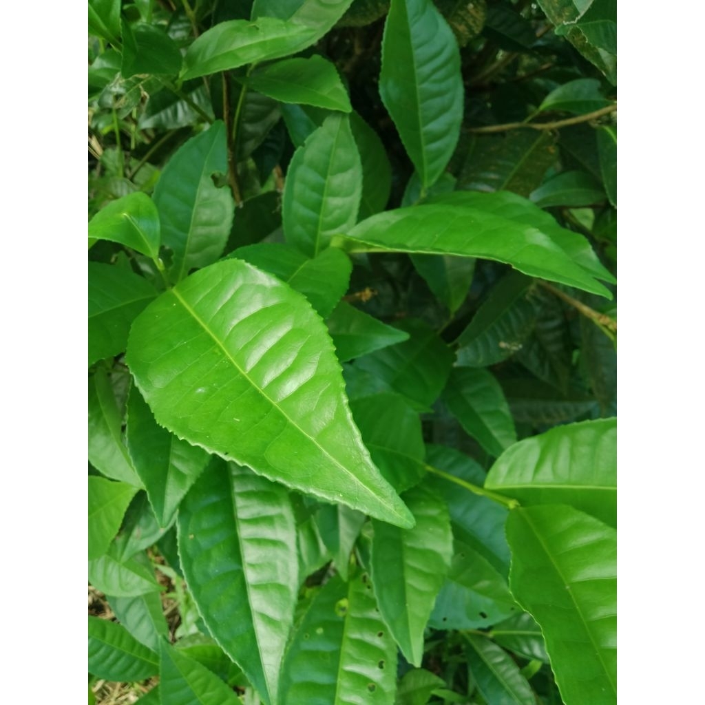 

1 KG Daun Teh Segar Asli | Teh Alami Pilihan Langsung dari Kebun – Aroma Harum & Rasa Nikmat