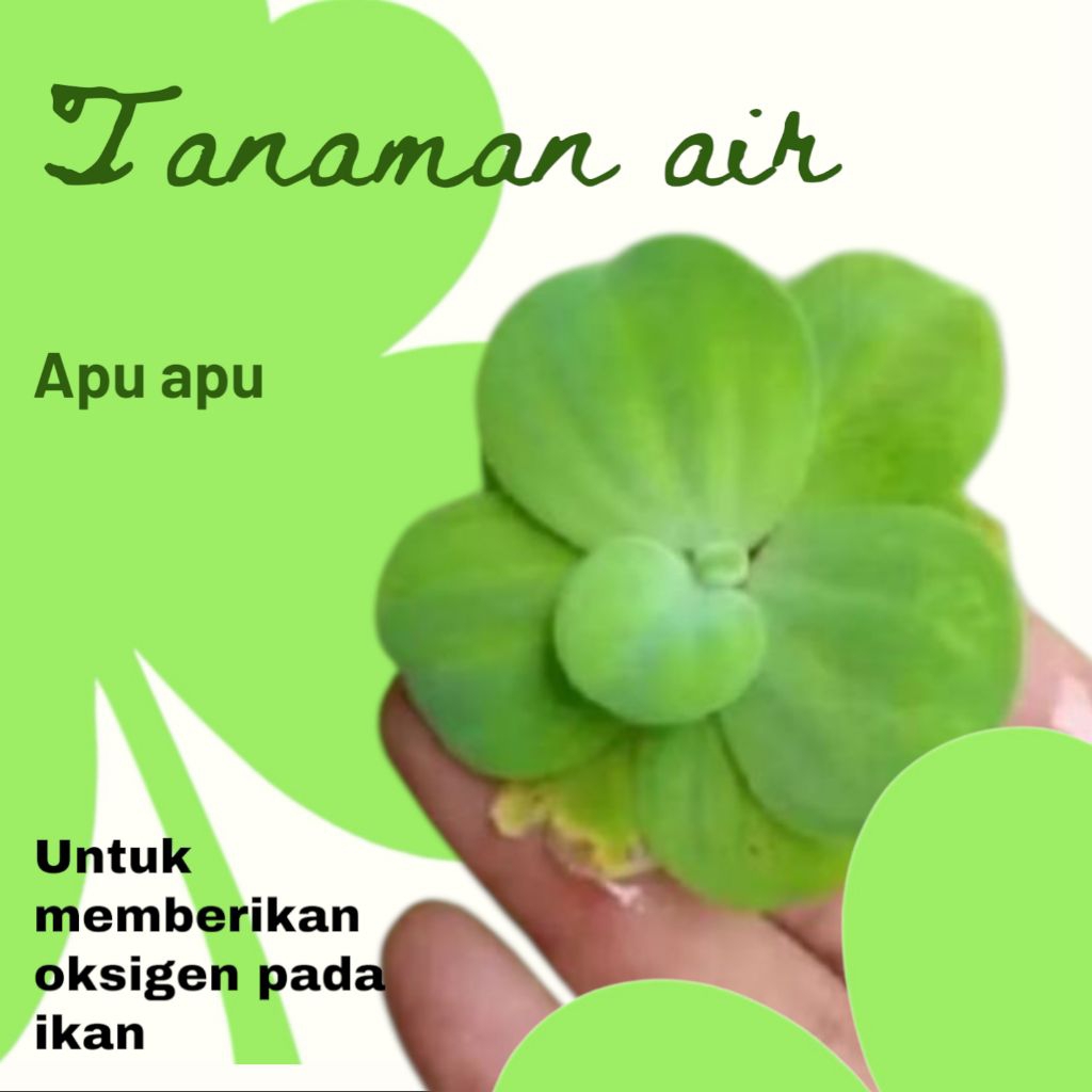 apu apu mawar asli/kapu kapu/tanaman apuapu/tanaman apung/