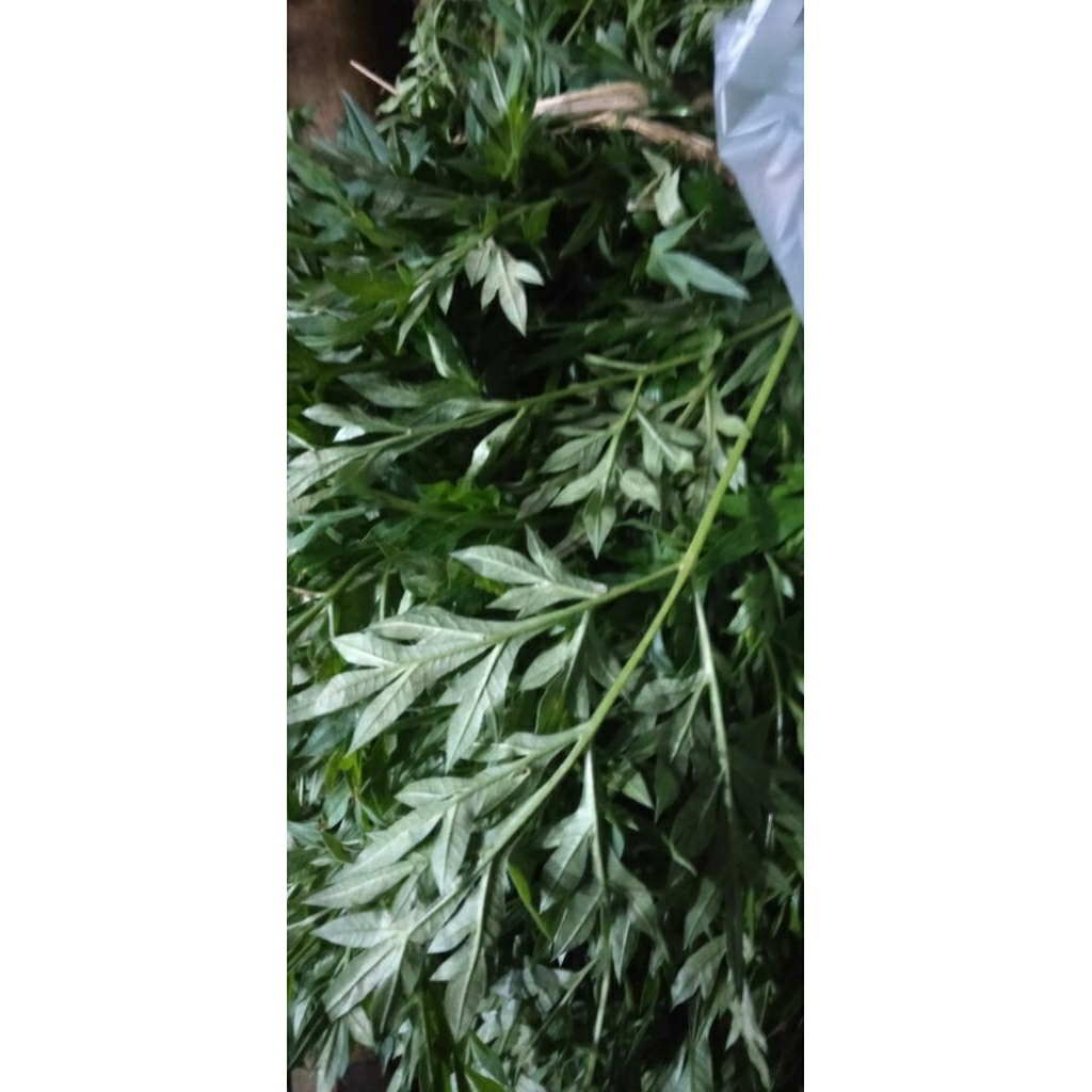 

SAYUR DAUN KENIKIR CIKRA CIKRI segar perikat