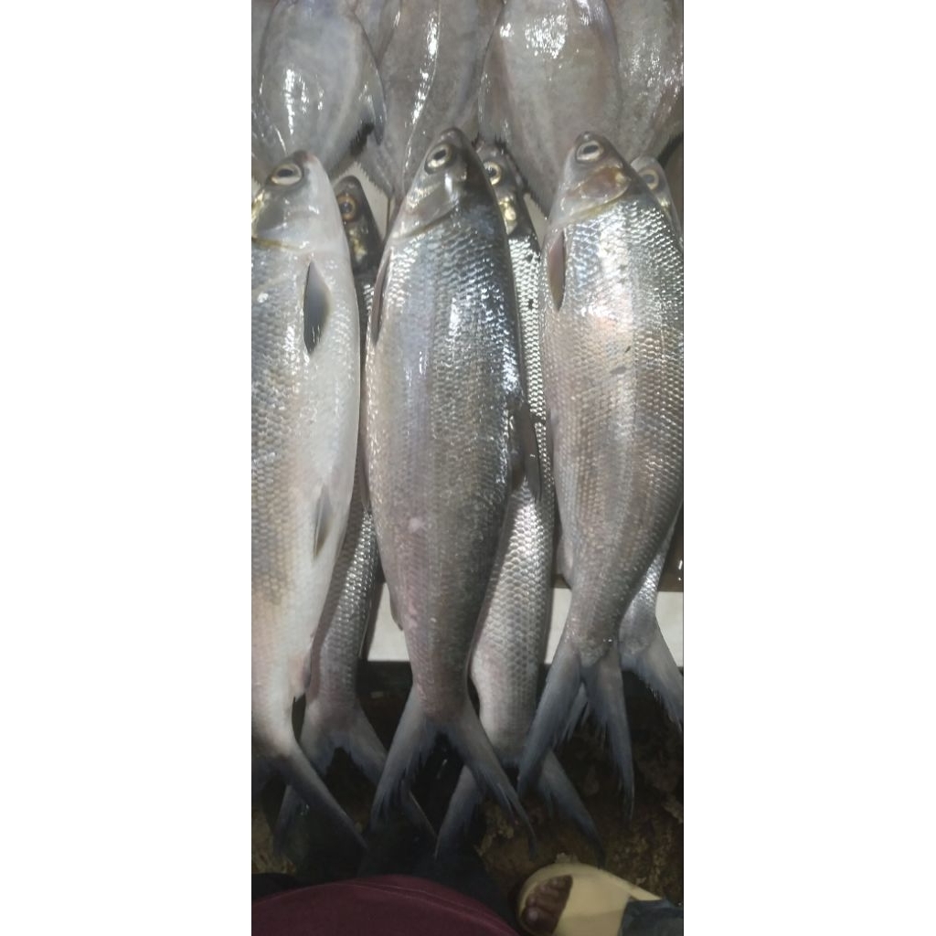 

Ikan Bandeng Laut
