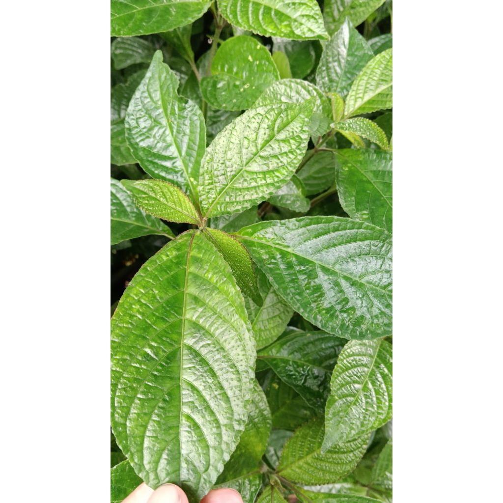 

daun keji beling segar 100 lembar