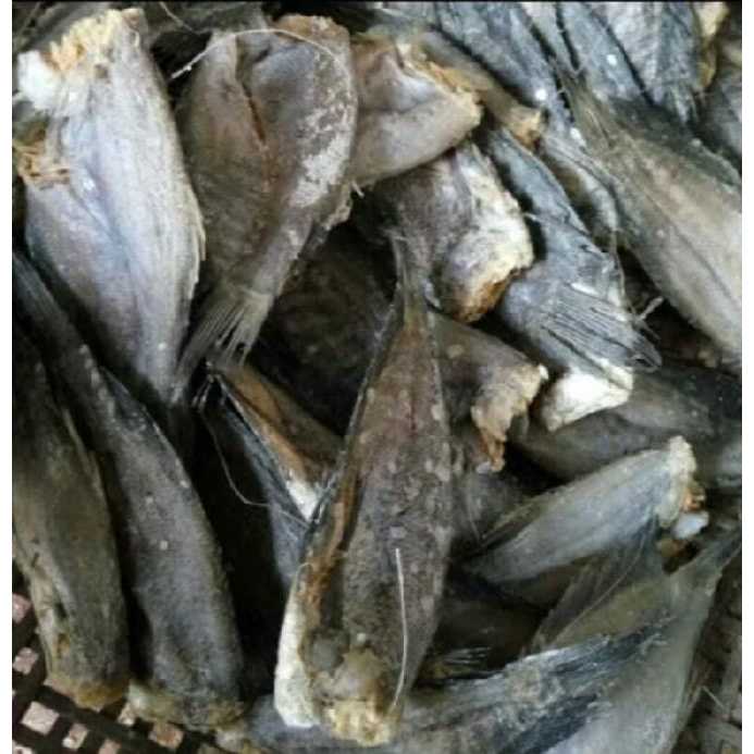 

ikan asin sepat tanggung TERMURAH/COD bayar di tempat