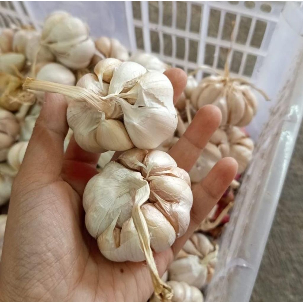 

bawang putih bersih 1 KILO