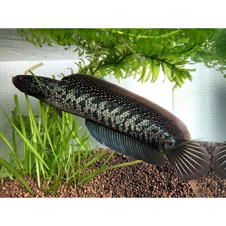 Asiatica Rsp Kalimaya