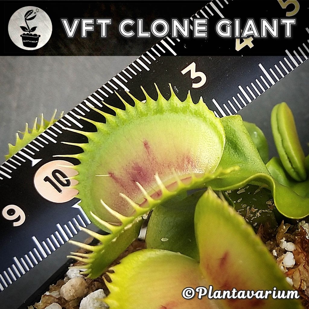 Tanaman Karnivora Venus Flytrap VFT Clone Giant