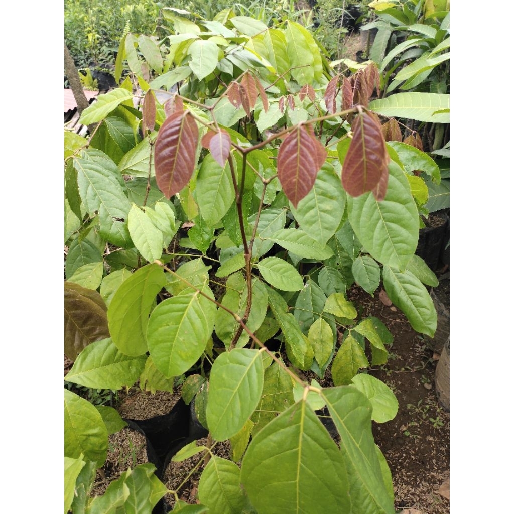 Bibit pohon jengkol super