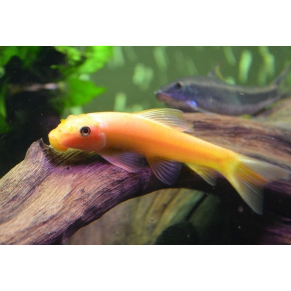 Ikan hias pembersih kaca Algaeter albino