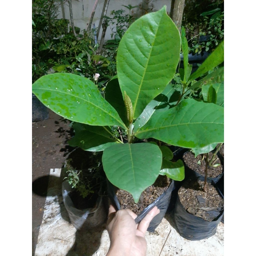 Tanaman ketapang laut pohon ketapang