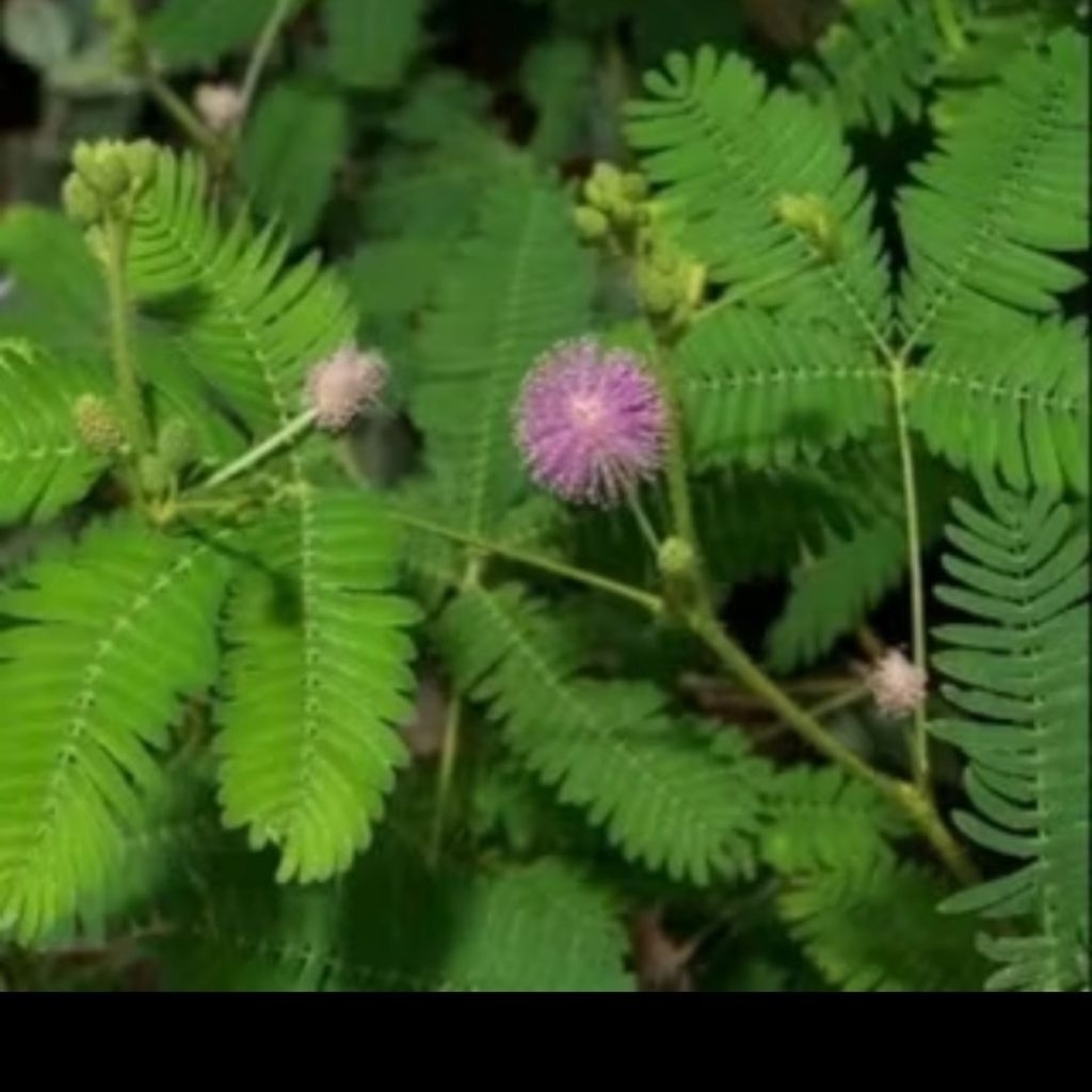 

DAUN PUTRI MALU SEGAR OBAT HERBAL 100 gram