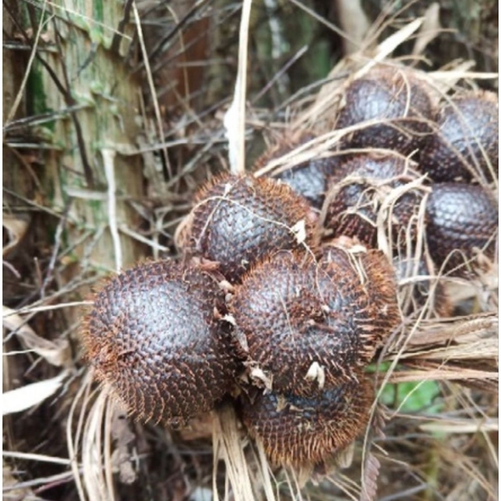 

Buah salak muda buah salak mentah 250 gram-az