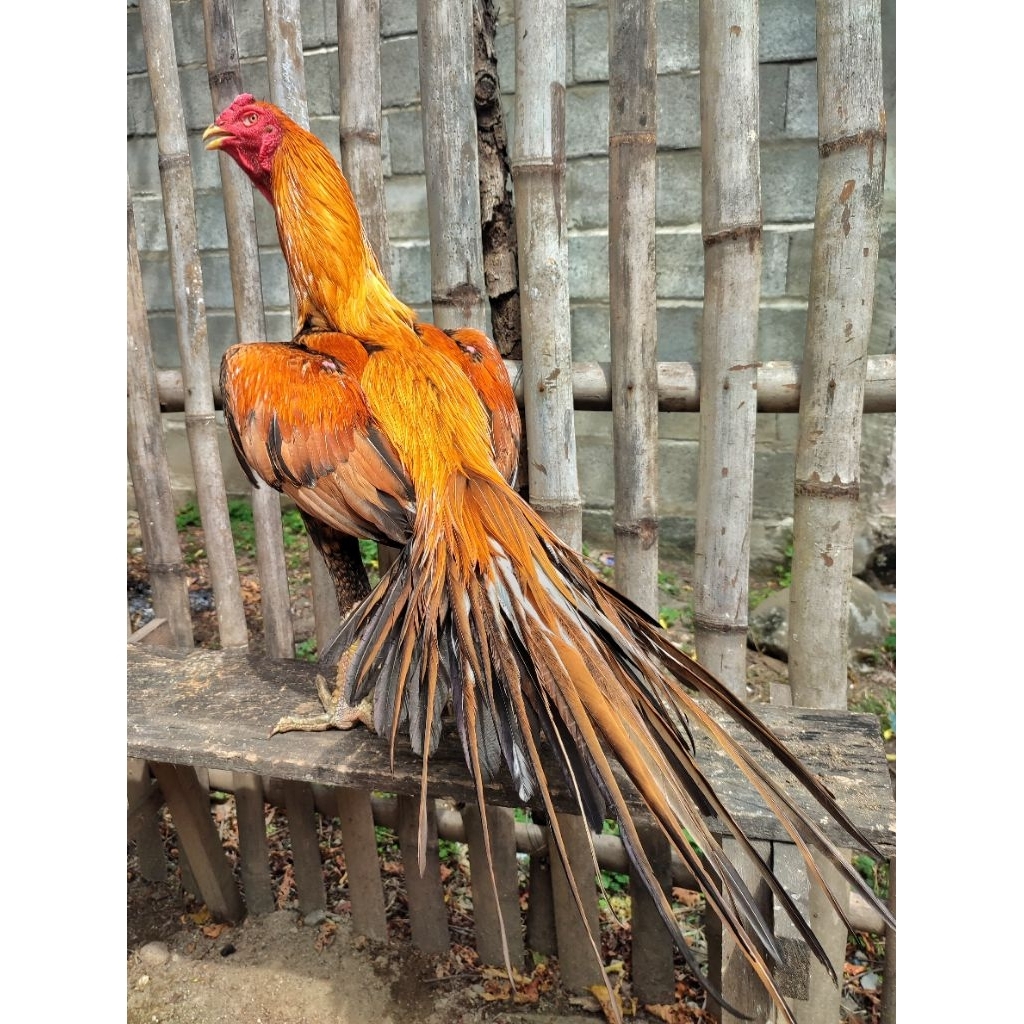 telor ayam Bangkok ekor lidi(garansi sampai netas) original
