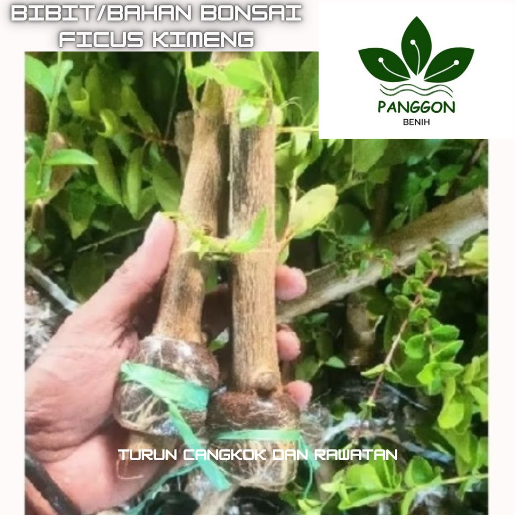 Bibit Bonsai Sancang Besar Batang Jempol Tangan