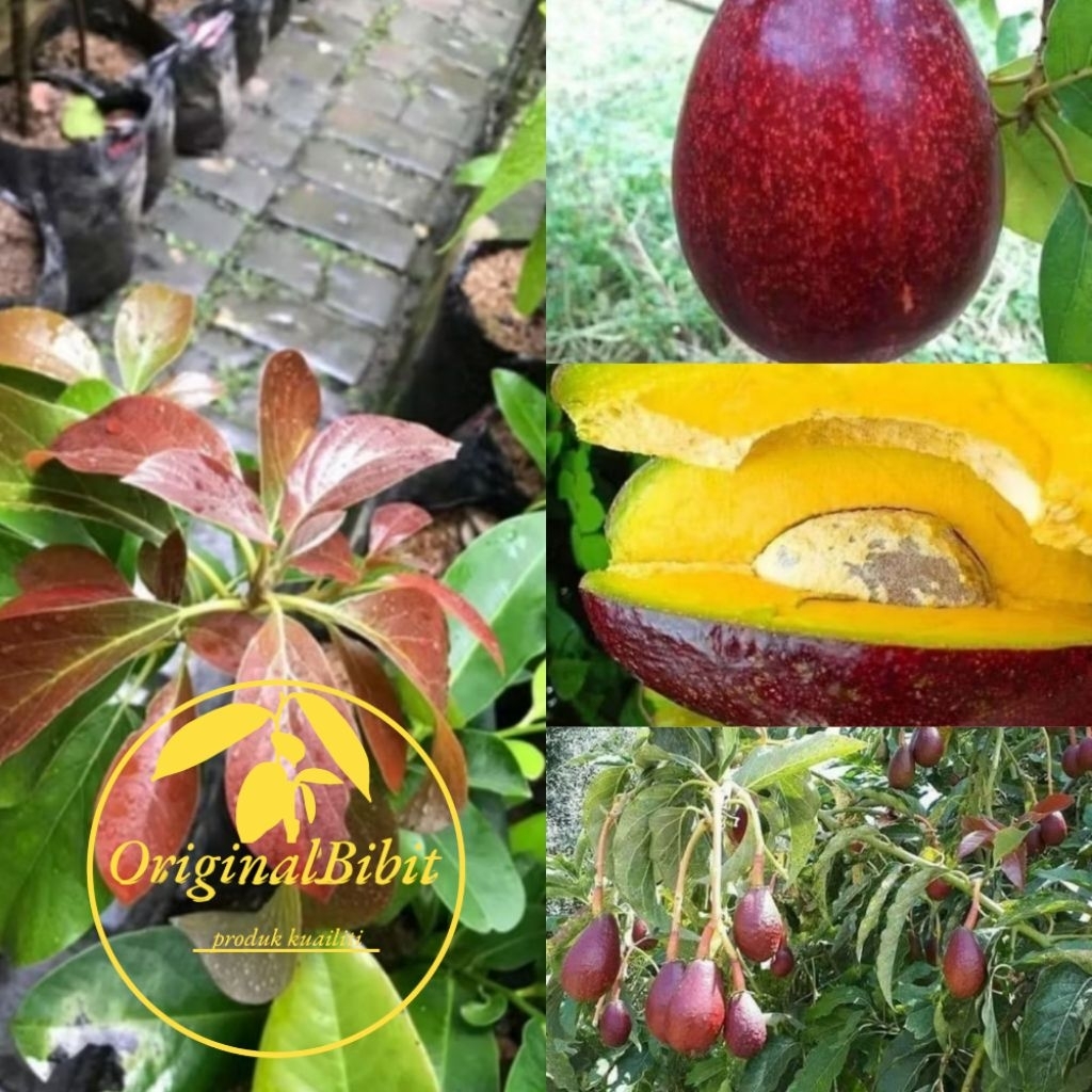 Bibit Alpukat Red Vietnam Super Original