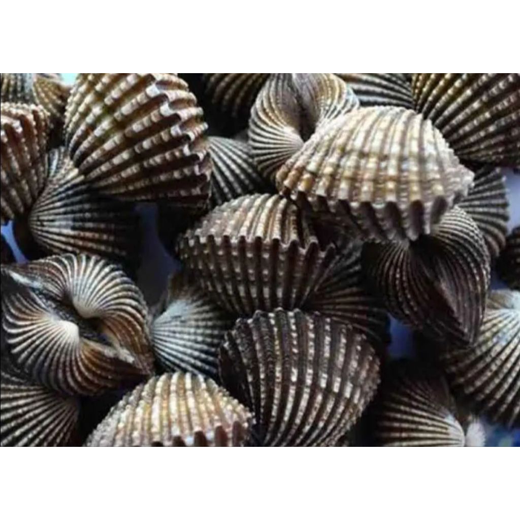 

Kerang segar fresh/ kerang fresh segar pasar pagi