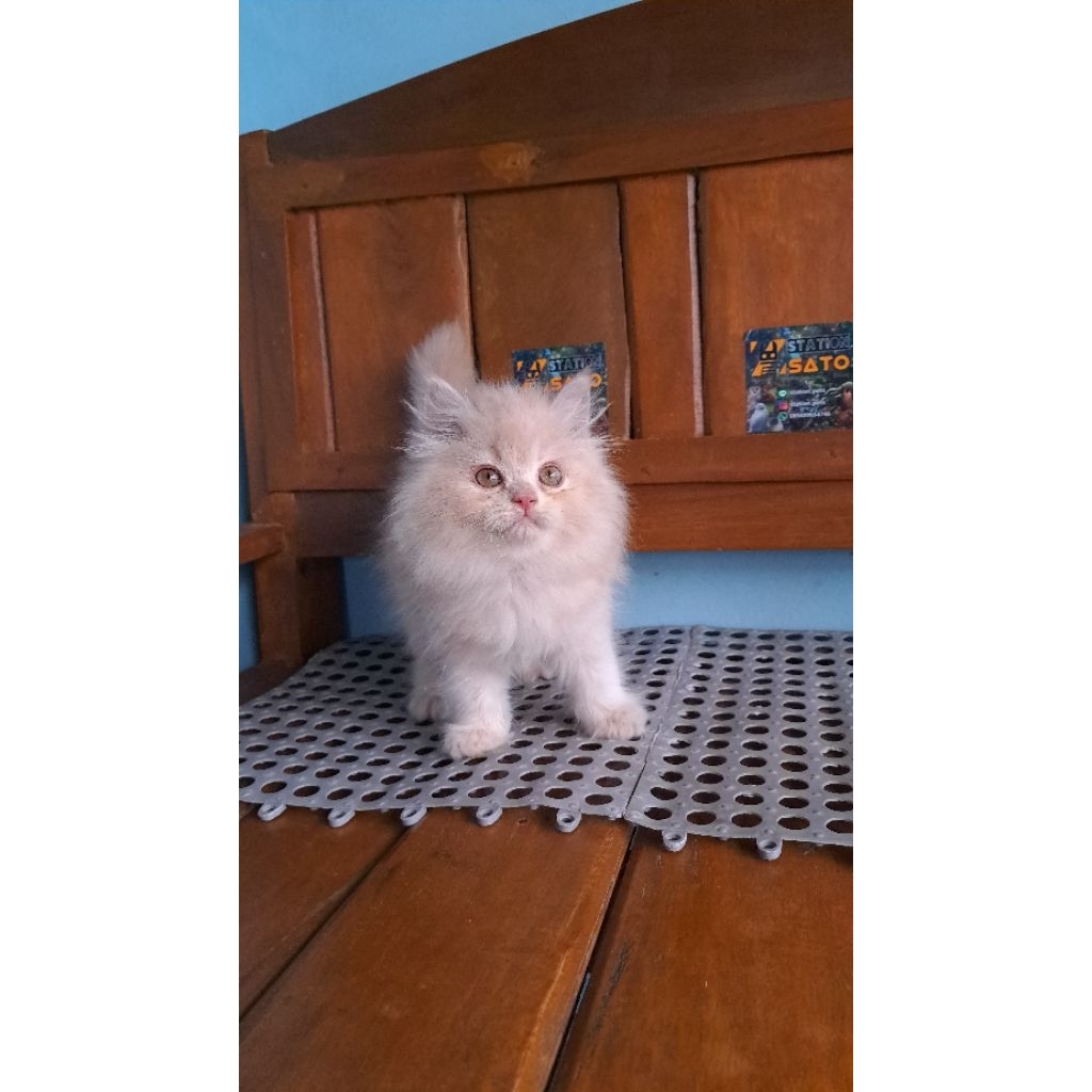 kucing cream mix norwegian lucu