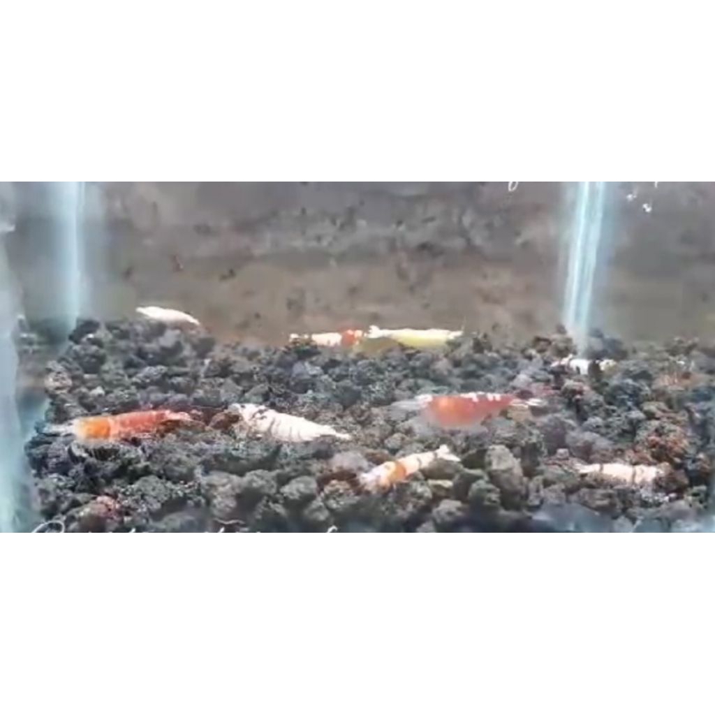 hidomaru PRL shrimp hiasan aquascpe